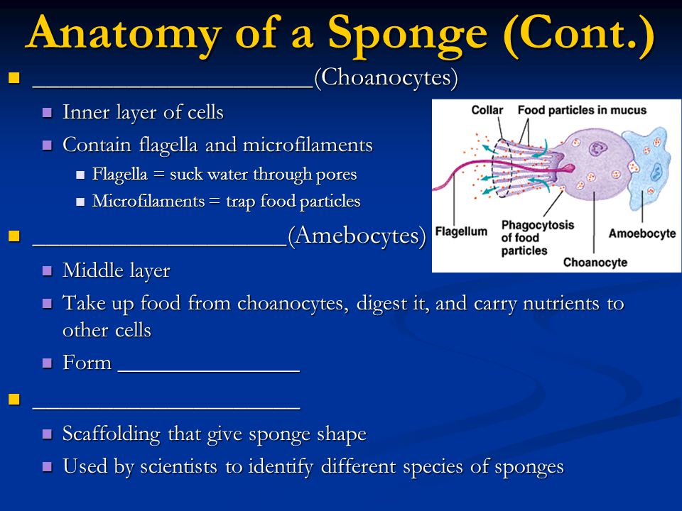 Anatomy of a Sponge (Cont.)
