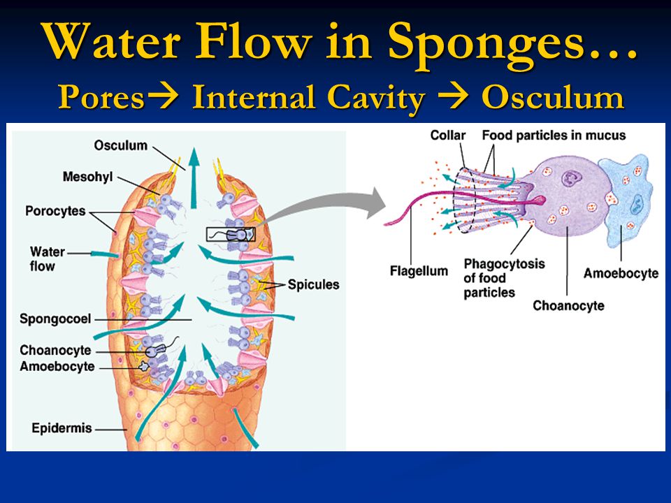 Water Flow in Sponges… Pores Internal Cavity  Osculum