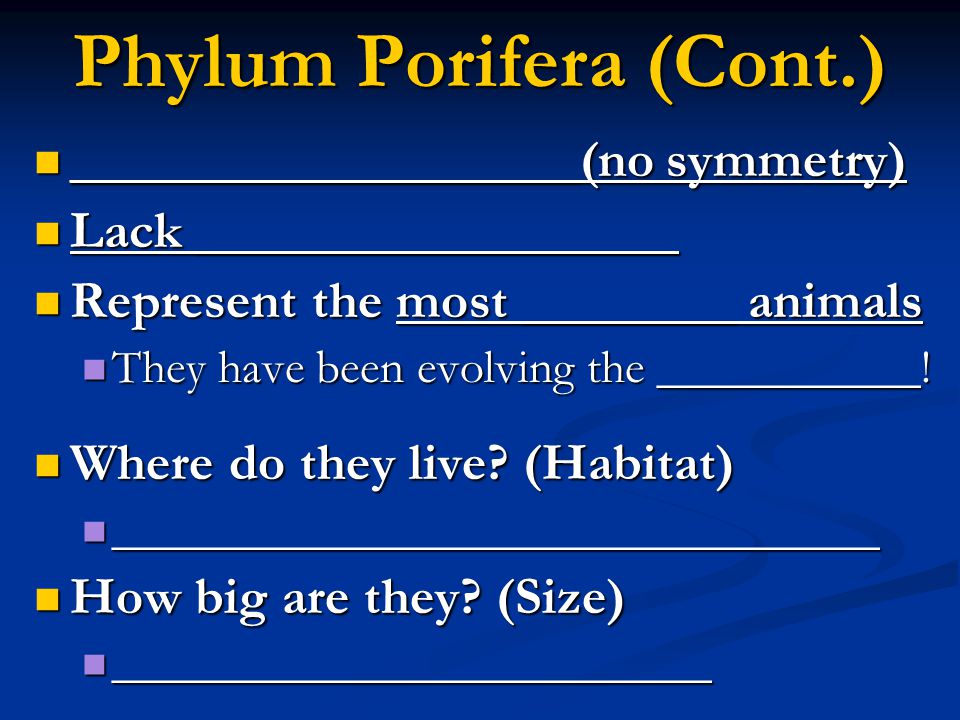 Phylum Porifera (Cont.)