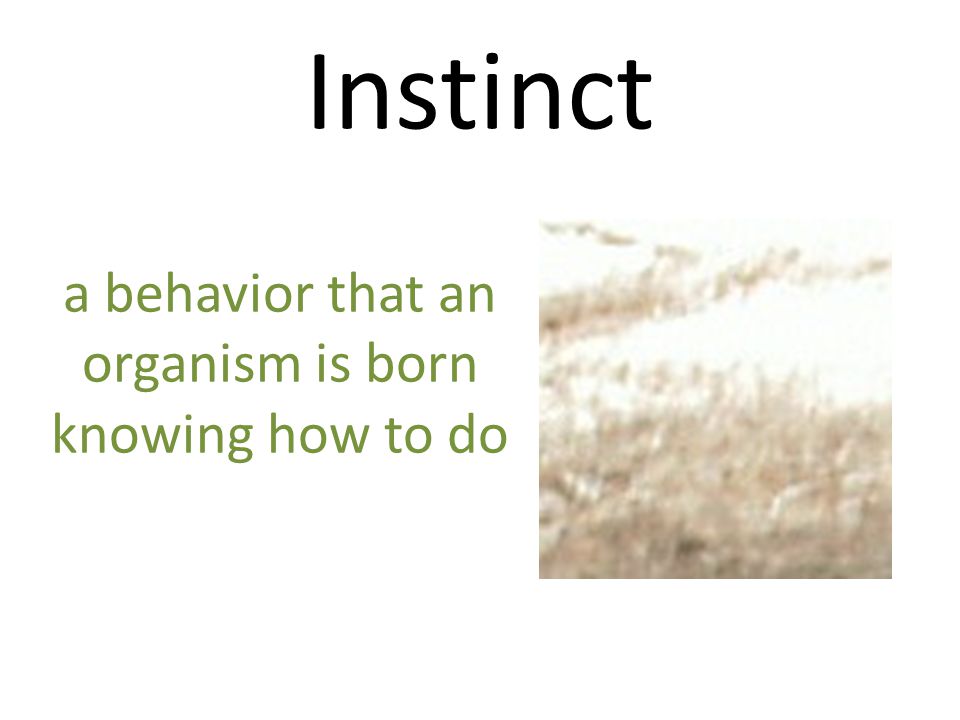 a behavior that an organism is born knowing how to do