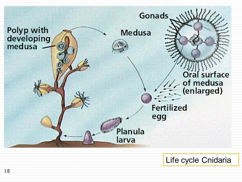 Life cycle Cnidaria