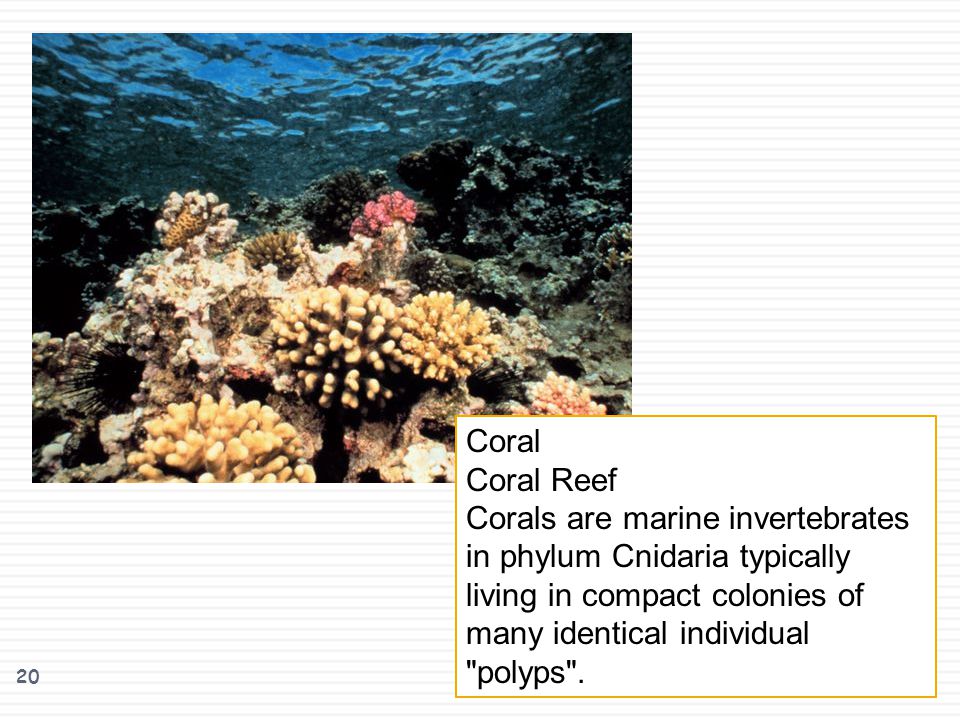 Coral Coral Reef.