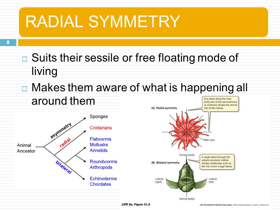 RADIAL SYMMETRY Suits their sessile or free floating mode of living