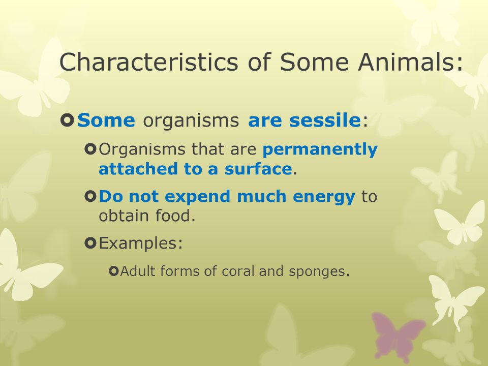 Chapter 25 What is an animal? - ppt download