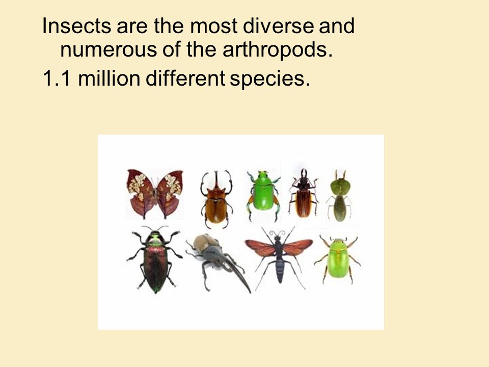 Insects are the most diverse and numerous of the arthropods.