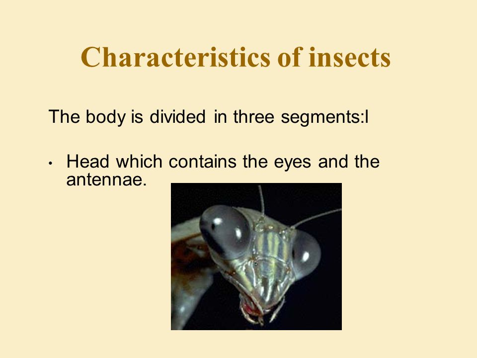 Characteristics of insects