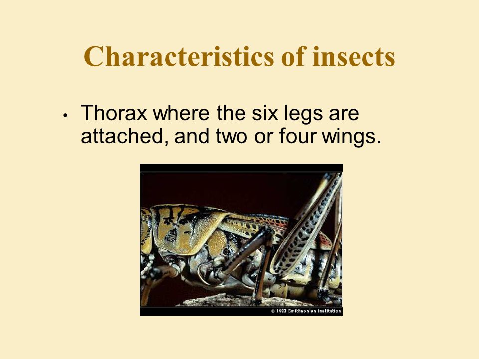 Characteristics of insects