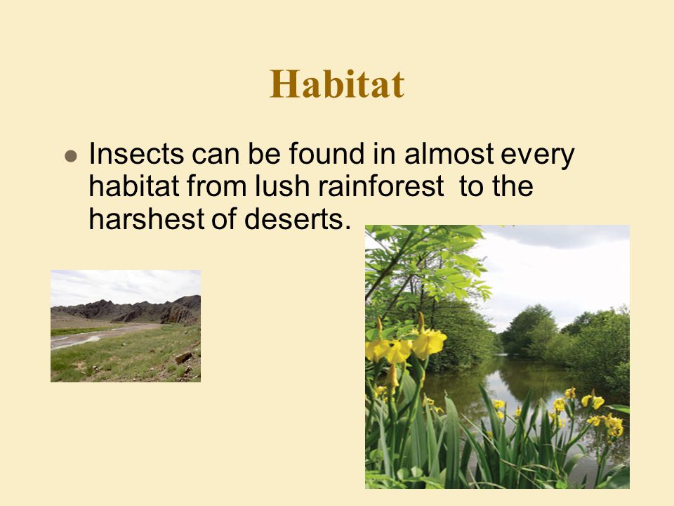 Habitat Insects can be found in almost every habitat from lush rainforest to the harshest of deserts.