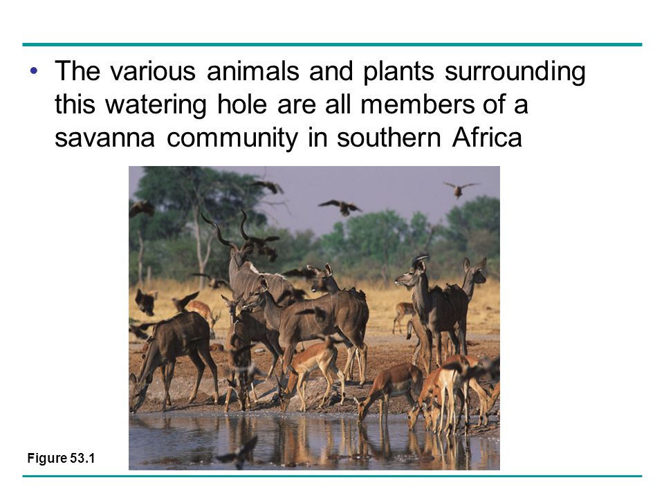 Community Ecology Chapter 53 Overview: What Is a Community? - ppt download