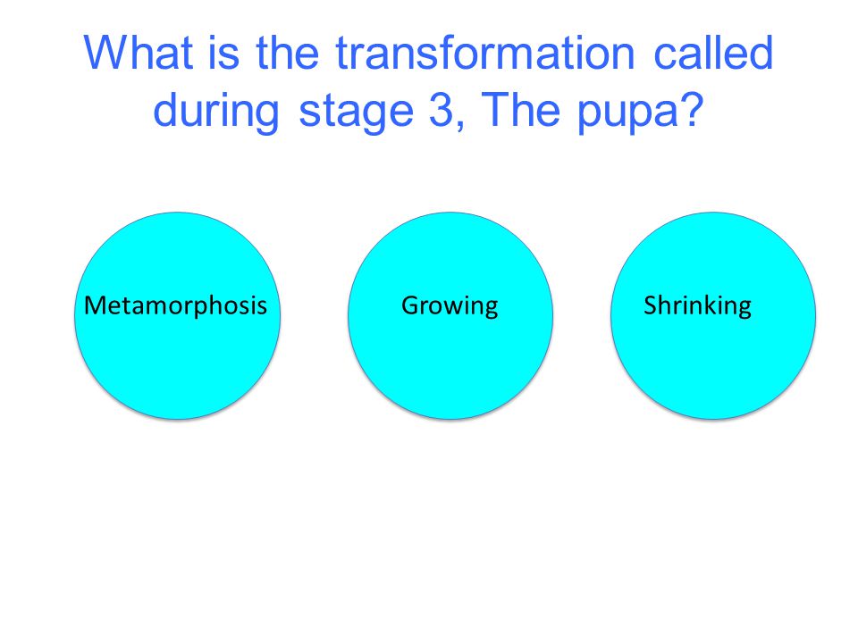 What is the transformation called during stage 3, The pupa