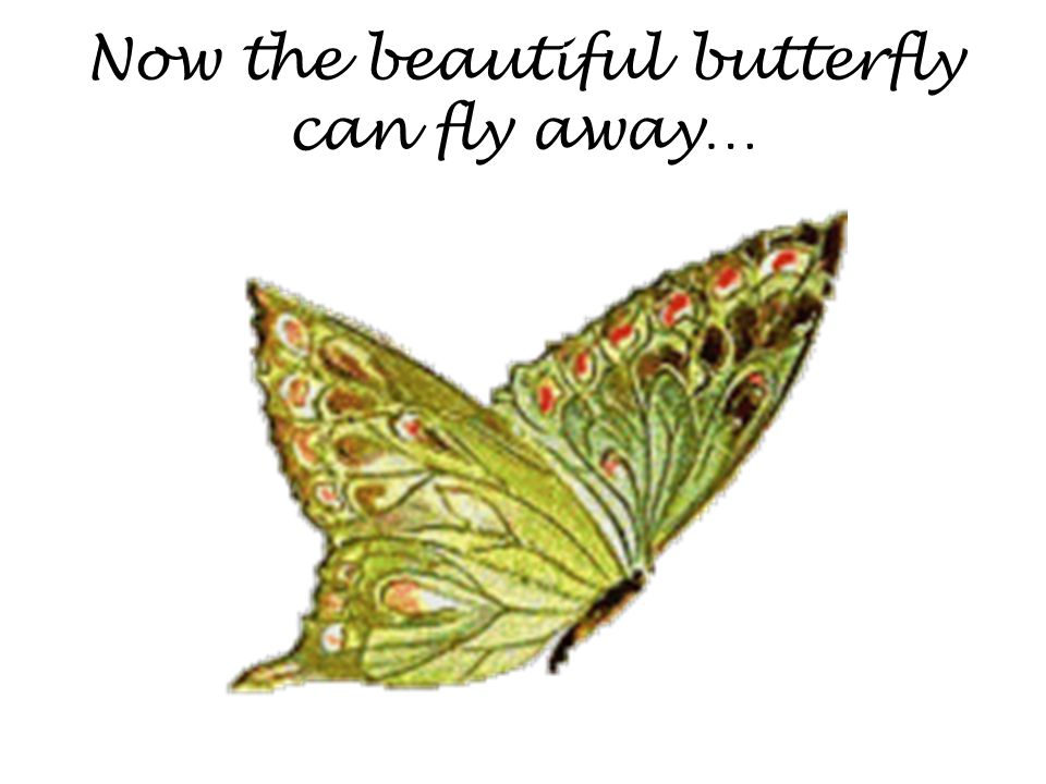 Now the beautiful butterfly can fly away…