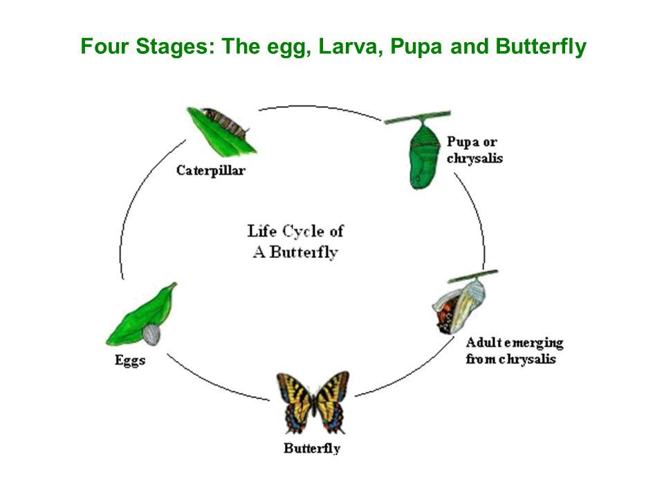 Four Stages: The egg, Larva, Pupa and Butterfly