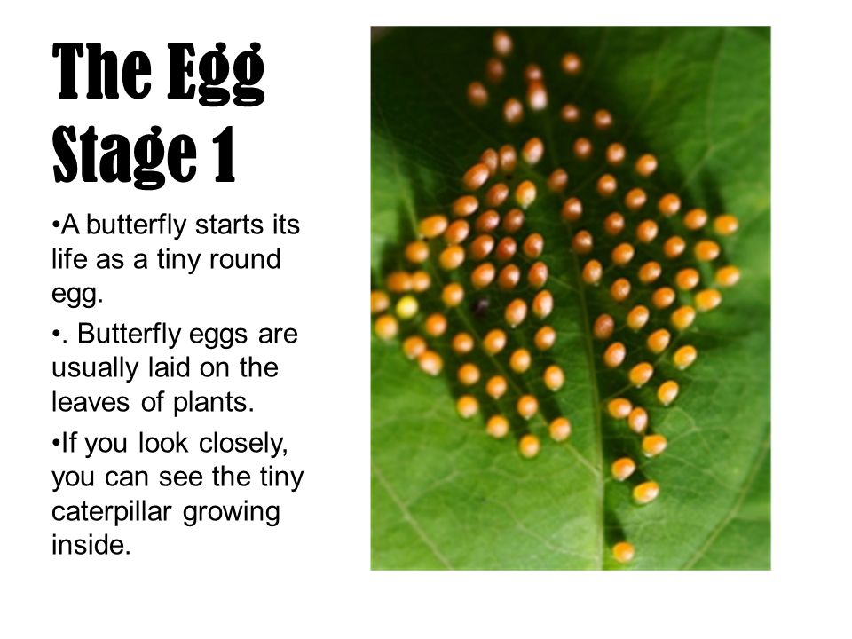 The Egg Stage 1 A butterfly starts its life as a tiny round egg.