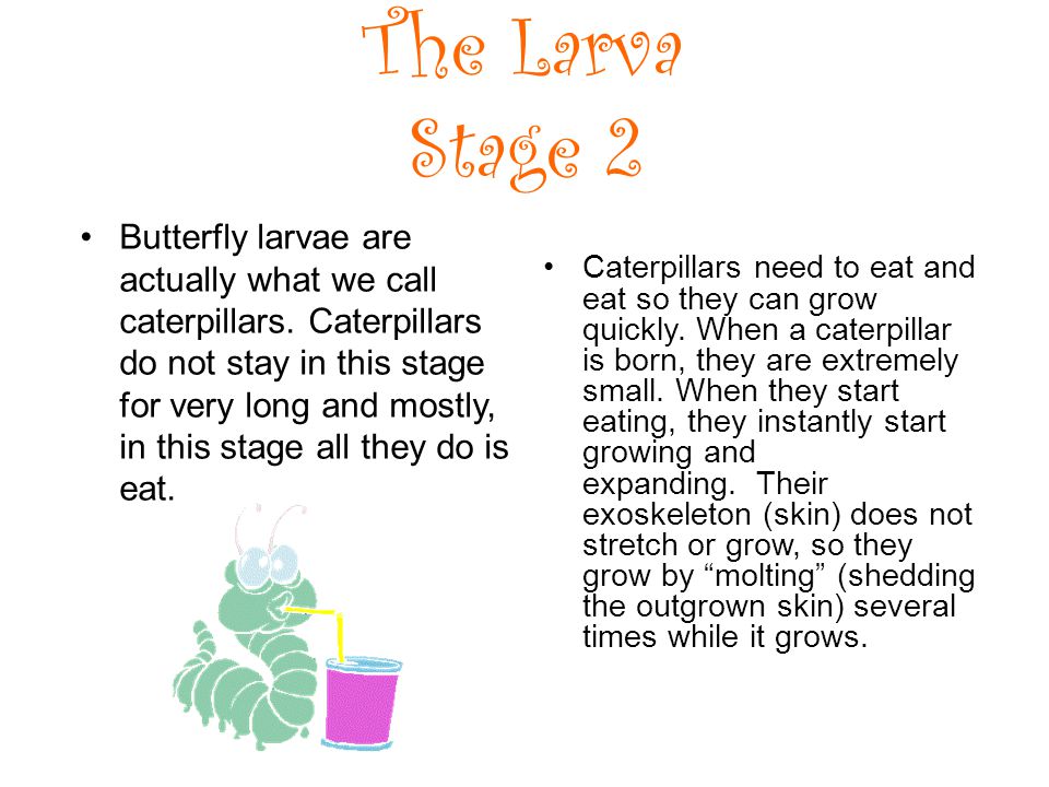The Larva Stage 2