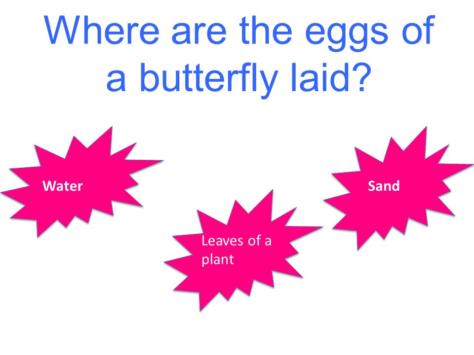 Where are the eggs of a butterfly laid