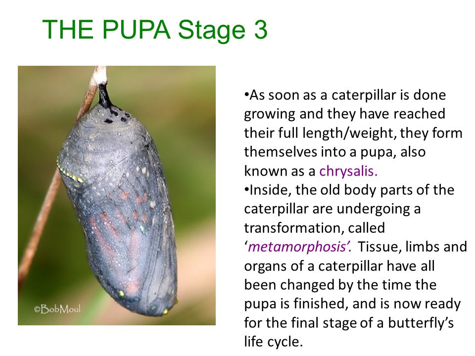 THE PUPA Stage 3