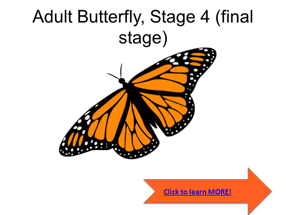 Adult Butterfly, Stage 4 (final stage)