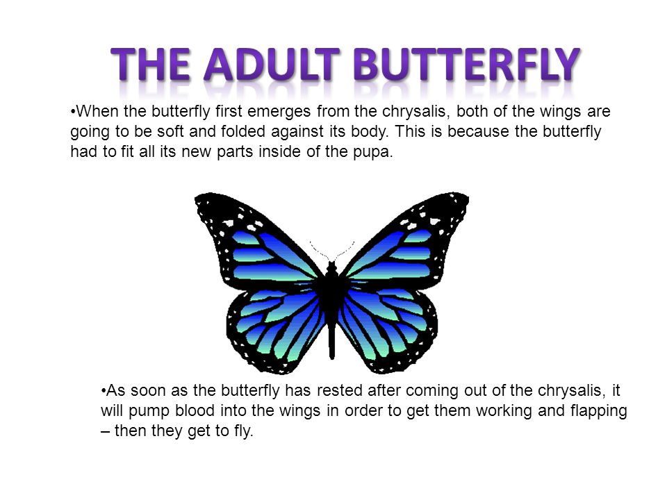 The adult butterfly