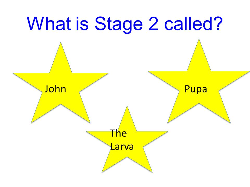 What is Stage 2 called John Pupa The Larva