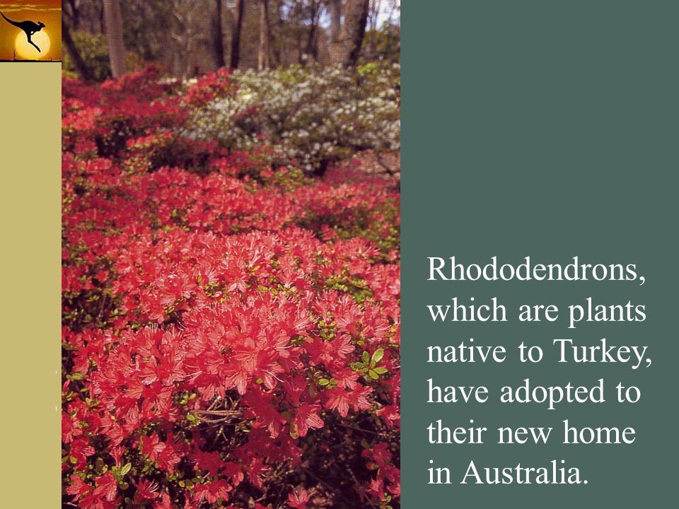 Rhododendrons, which are plants native to Turkey, have adopted to their new home in Australia.