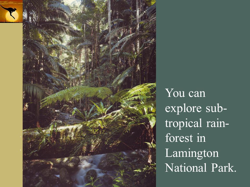 You can explore sub-tropical rain-forest in Lamington National Park.