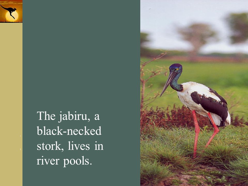 The jabiru, a black-necked stork, lives in river pools.