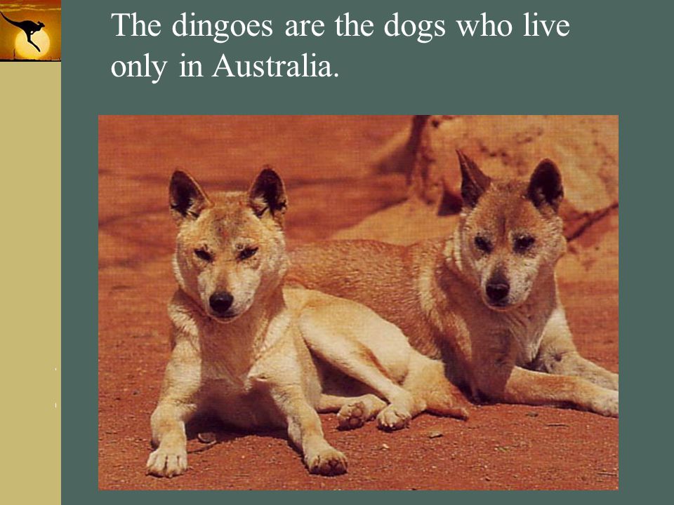 The dingoes are the dogs who live only in Australia.