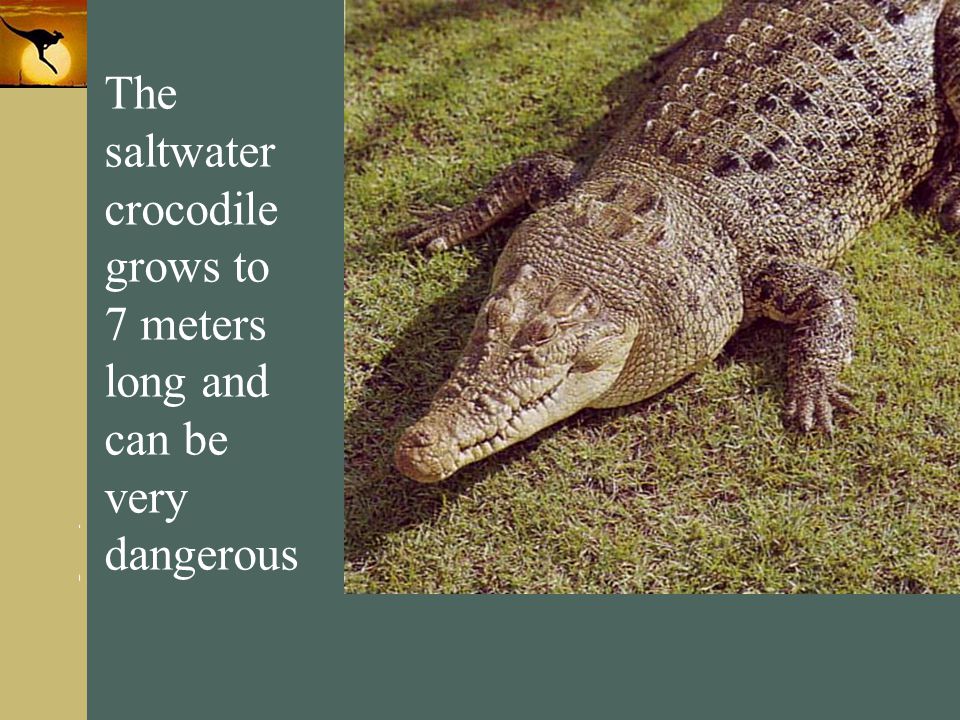 The saltwater crocodile grows to 7 meters long and can be very dangerous