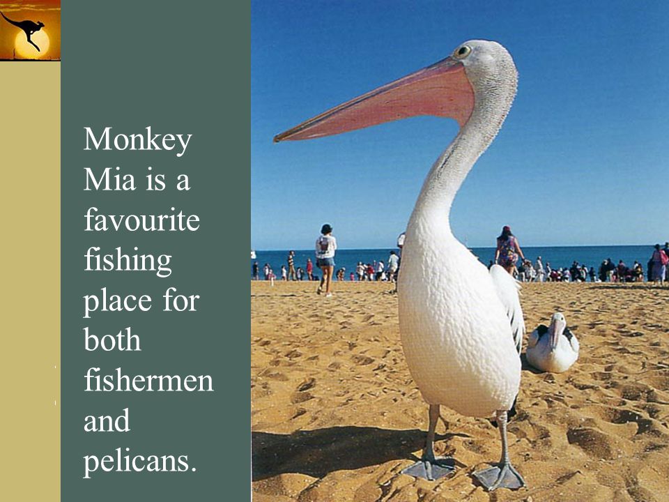 Monkey Mia is a favourite fishing place for both fishermen and pelicans.