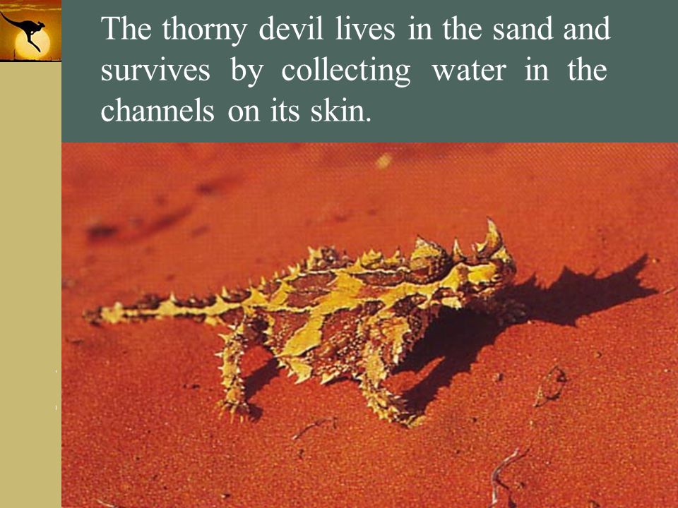 The thorny devil lives in the sand and survives by collecting water in the channels on its skin.