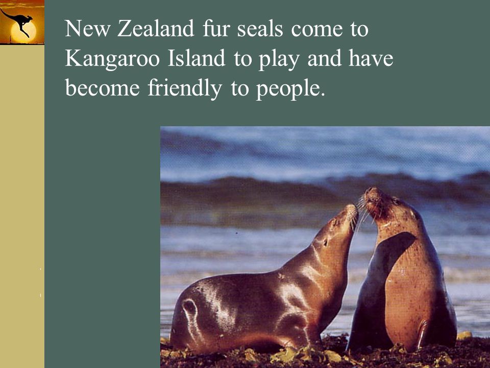 New Zealand fur seals come to Kangaroo Island to play and have become friendly to people.