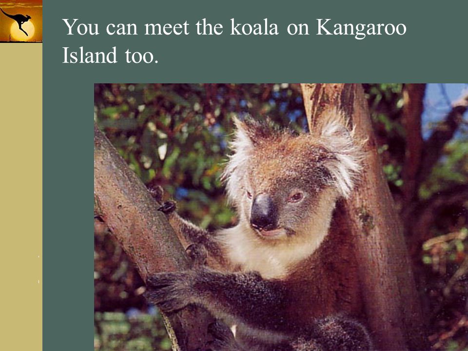 You can meet the koala on Kangaroo Island too.