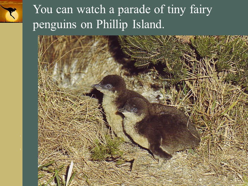 You can watch a parade of tiny fairy penguins on Phillip Island.