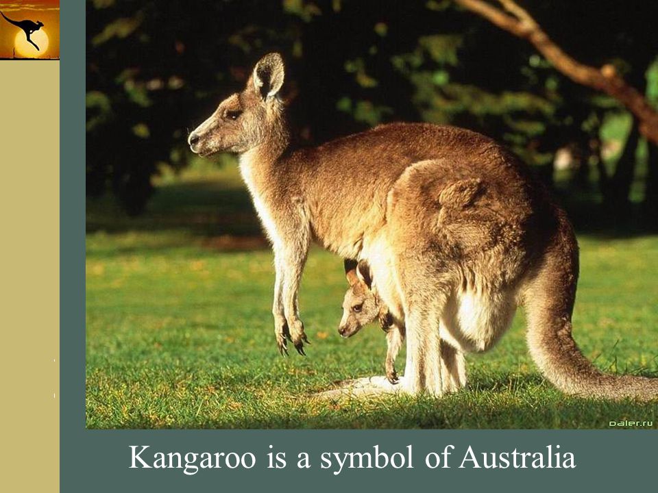 Kangaroo is a symbol of Australia