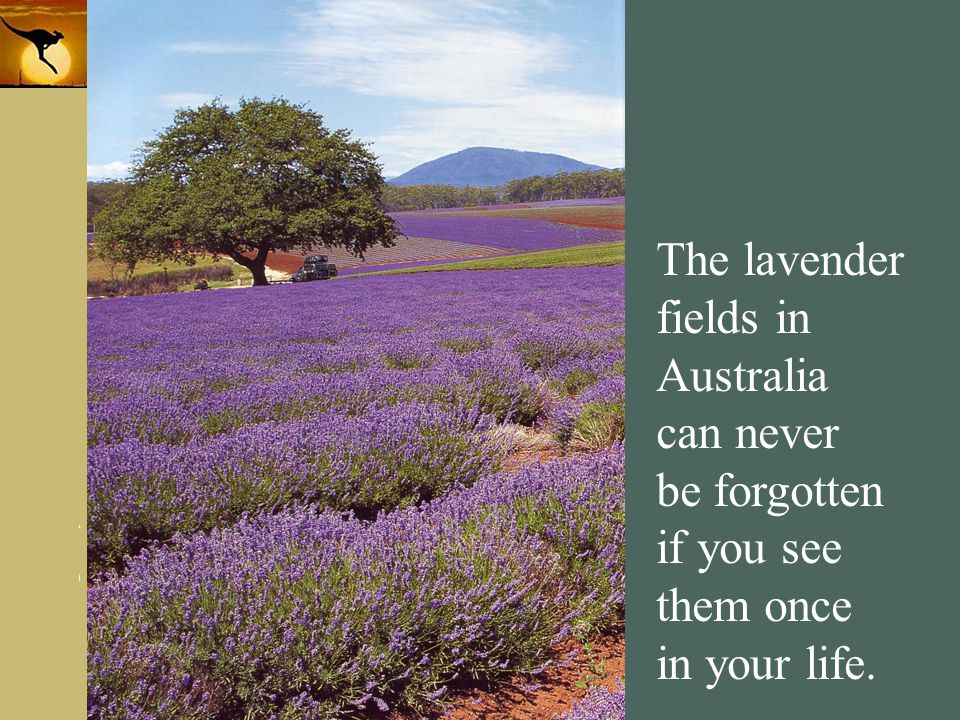The lavender fields in Australia can never be forgotten if you see them once in your life.