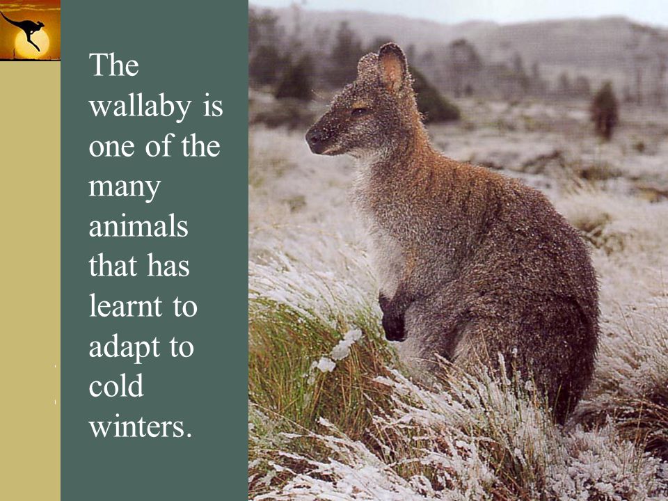 The wallaby is one of the many animals that has learnt to adapt to cold winters.