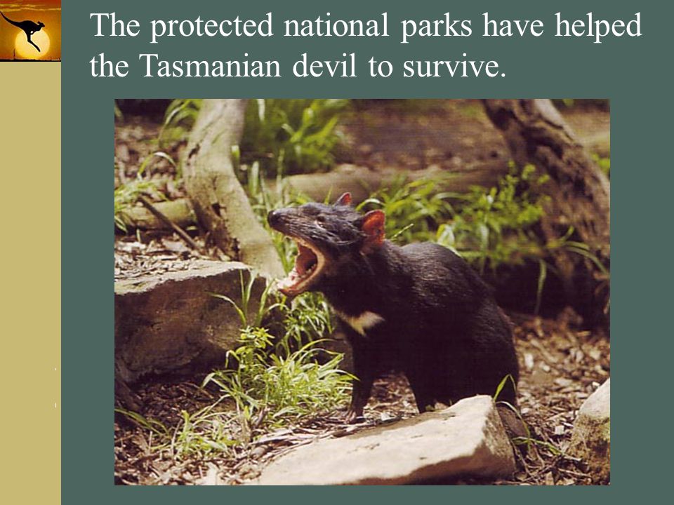 The protected national parks have helped the Tasmanian devil to survive.