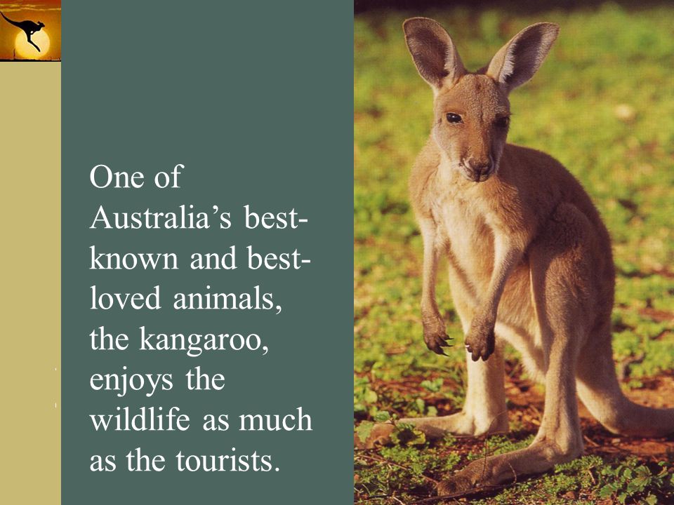 One of Australia’s best- known and best- loved animals, the kangaroo, enjoys the wildlife as much as the tourists.