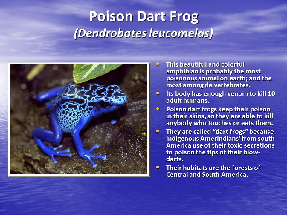 The Ten Most Poisonous Animals in the World - ppt video online download