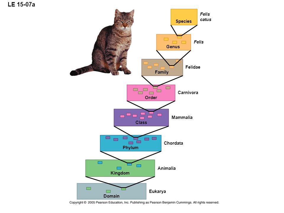 Сайт систематик. Систематика. Taxonomic classification of Cat. Taxonomy of animals. Классификация Cat.