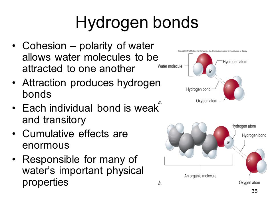 Hydrogen bonds Cohesion – polarity of water allows water molecules to be attracted to one another. Attraction produces hydrogen bonds.