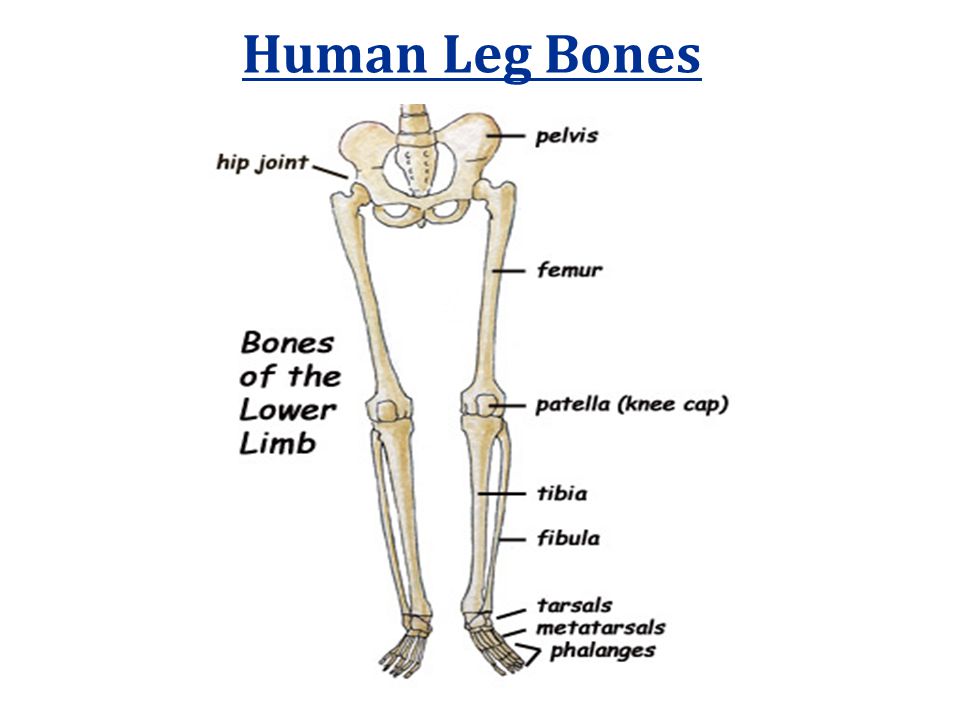 Bones русский язык. Кости ноги на английском. Кости голени на английском. Скелет человека на английском языке. Презентация по английскому языку на тему скелет человека.