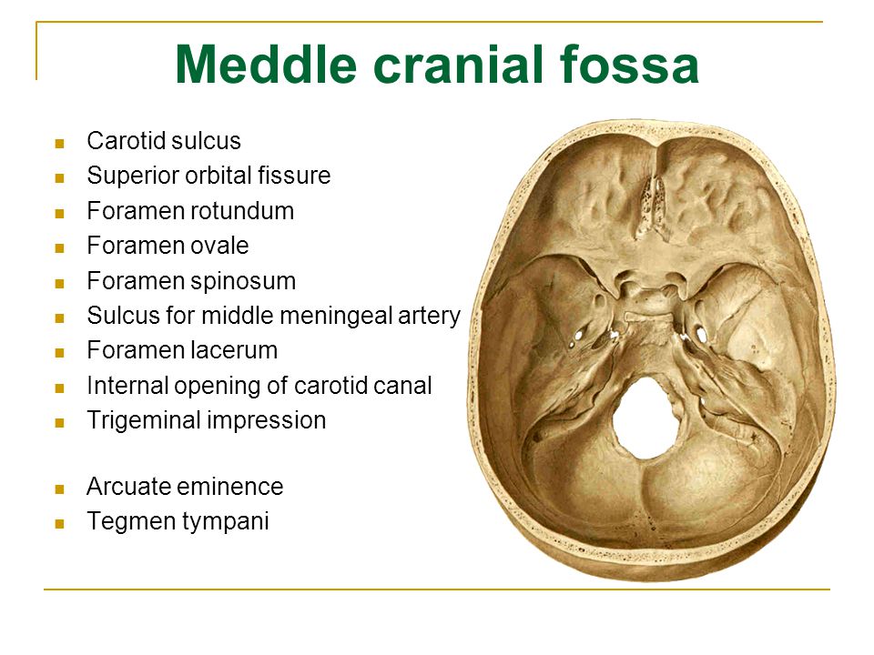 Internal open. Форамен лацерум. Форамен спинозум. Foramen rotundum на черепе.
