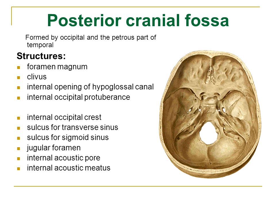 Internal open. Posterior Cranial Fossa. Foramen of Fossa cranii Media. Fossa craniocerebralis posterior. Anterior Cranial Fossa ащкфьуты.