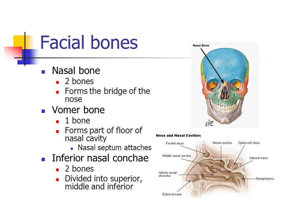 7 bone. The structure of the vomer Bones. Parts of Bone. Vomer кость. Parts of the nose.