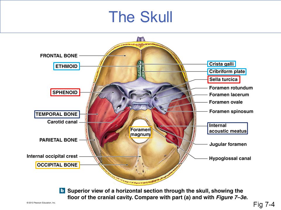 The Axial Skeleton Fun Facts About Bones Ppt Download