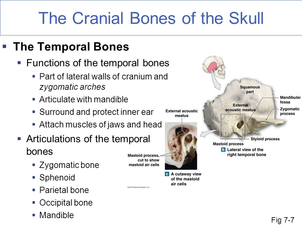 temporal bone function