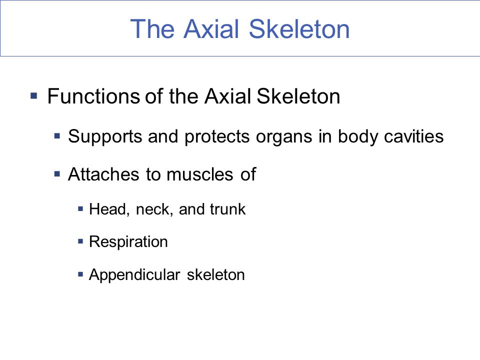 axial skeleton function