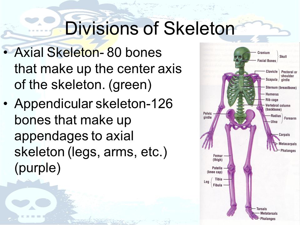 Skeletal System Ppt Video Online Download