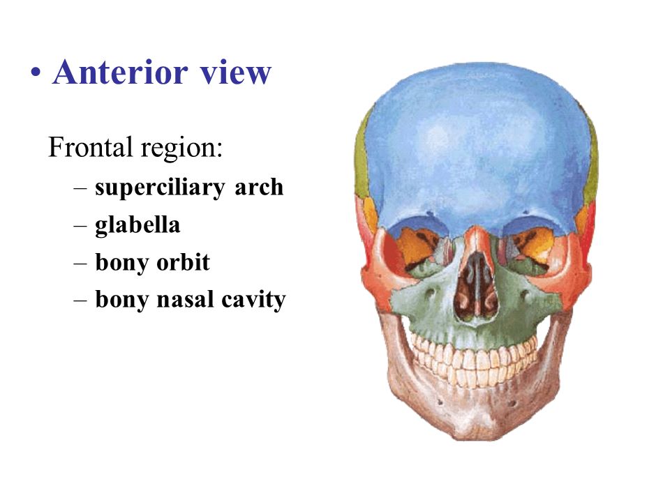 Края на верхней и нижней. Подглазничная область топографическая анатомия. Послойная структура подглазничная область. Границы подглазничной области. Расположение глаза в черепе.
